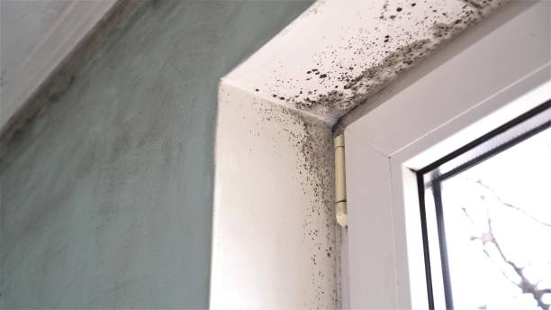 Best Basement Mold Remediation in Petoskey, MI