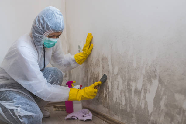 Professional Mold Remediation in Petoskey, MI