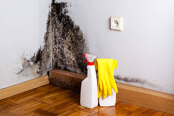 Best Basement Mold Remediation in Petoskey, MI