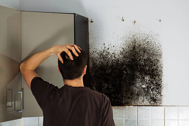 Best Kitchen Mold Remediation in Petoskey, MI
