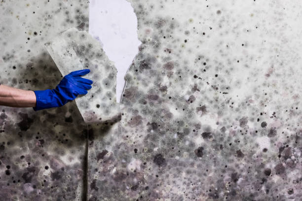 Best Black Mold Remediation in Petoskey, MI