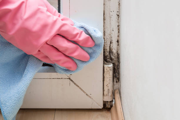 Best Attic Mold Remediation in Petoskey, MI